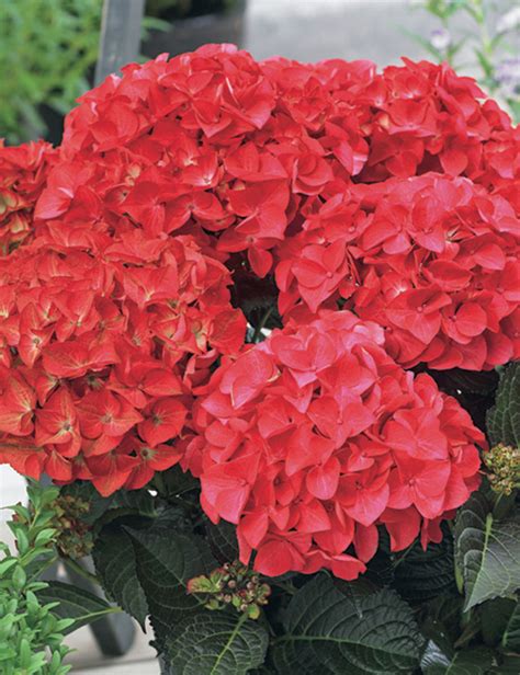 Hydrangea Tuxedo 'Red' - Tesselaar