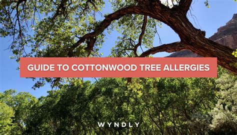 Cottonwood Tree Allergy Cause, Symptoms, Treatment (2023) & Wyndly