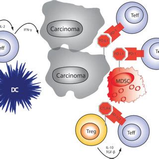 Fig. Overview of antitumor immunity and tumor-induced... | Download Scientific Diagram