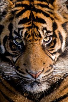 Siberian Tiger Facts | Amur Tigers | Endangered Animals