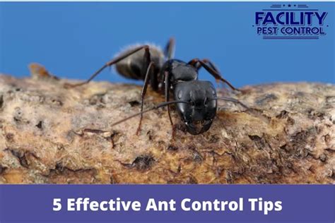 5 Effective Ant Control Tips | Facility Pest Control