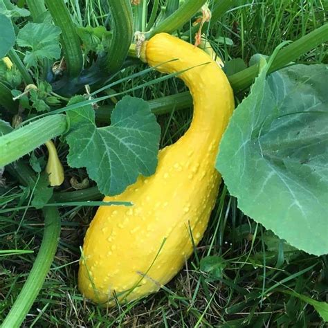 Seeds for Early Summer Crookneck Summer Squash | Cucurbita pepo | Amkha Seed