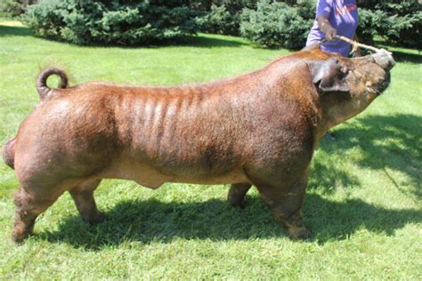 Duroc Pigs: Breed Profile, Characteristics and Photos