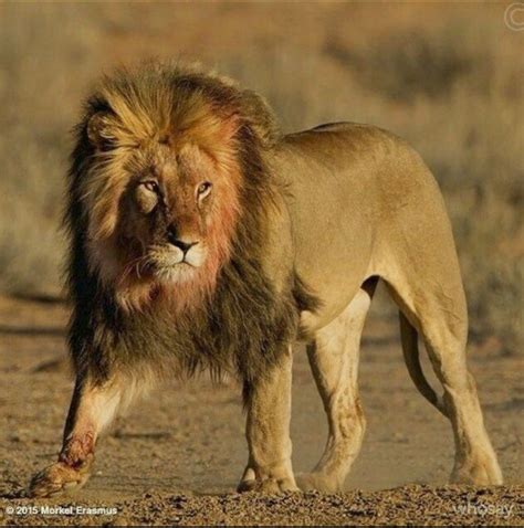 African Savanna Lion - Pets Lovers