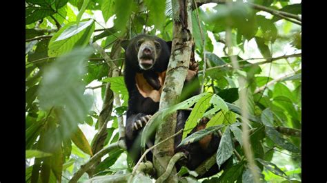 Sun Bear Diet | Happy Tummy Kina The Sun Bear Climbing Trees | BSBCC ...