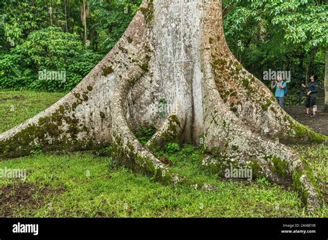 Tourists at base of ceiba tree, Ceiba Pentandra, at Caracol, Maya ruins, Chiquibul Forest ...