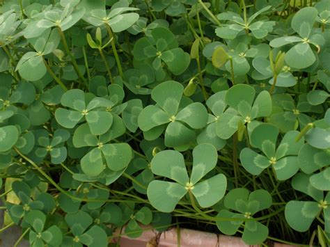 Marsilea mutica (Marsileaceae) image 16991 at PhytoImages.siu.edu