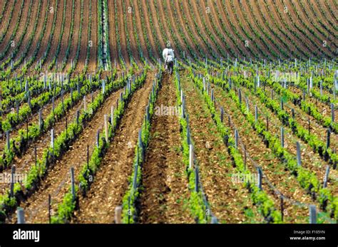 Draft horse and man tilling soil in the La Tache vineyard in Burgundy ...