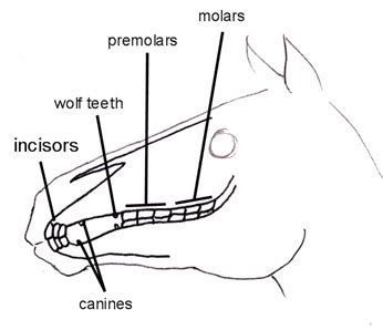 Basic Horse Anatomy for Equine Owners