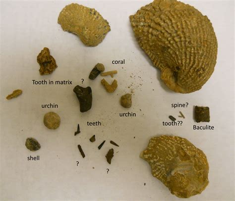 Visits to the Cretaceous–Paleogene boundary - Fossil Hunting Trips - The Fossil Forum