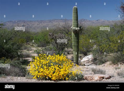 Sonoran desert and flowers hi-res stock photography and images - Alamy