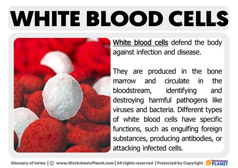 White Blood Cells Function