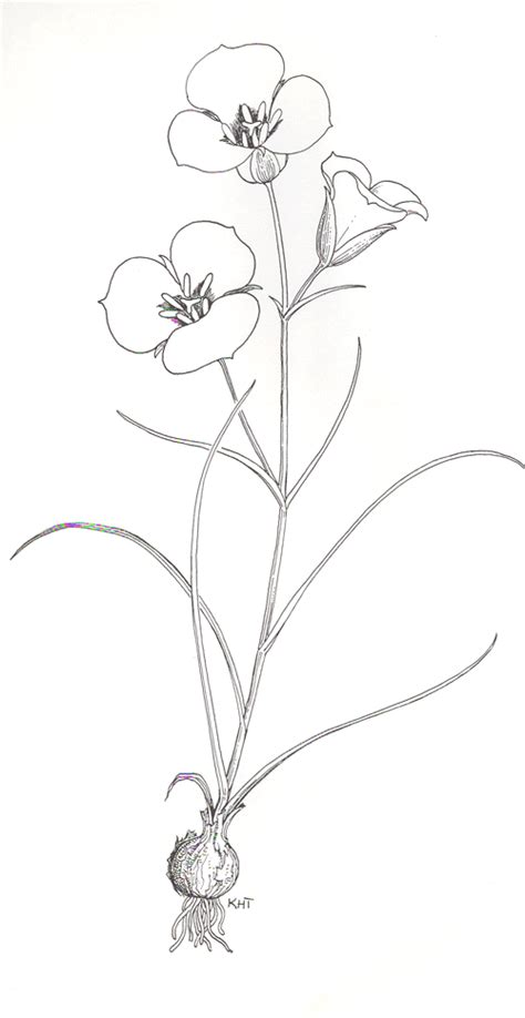 KKKaye Thorne sego lily drawing for Utah Native Plant Society | Lily flower tattoos, Lilies ...