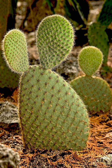 Prickly pear | Description, Uses, & Species | Britannica