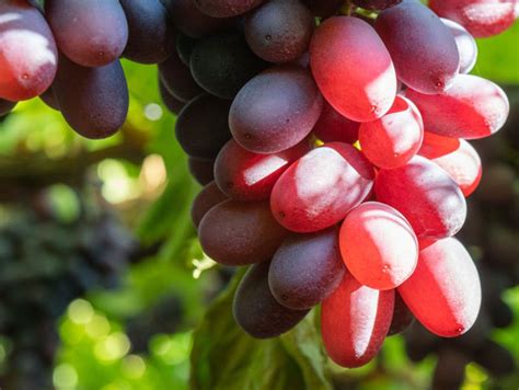 Chilean Grapes: 50% Increase in Varieties - 721 Logistics: Customs Brokerage | Freight ...