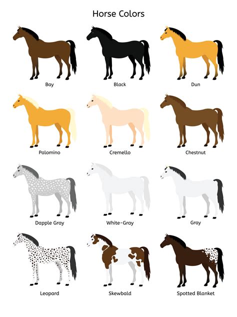 Vector set of different horse colors 9994843 Vector Art at Vecteezy