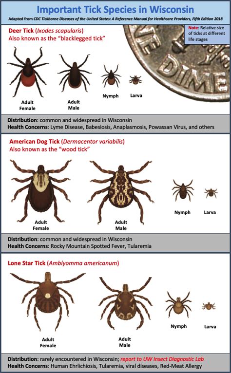 Can Dog Ticks Cause Lyme Disease In Humans