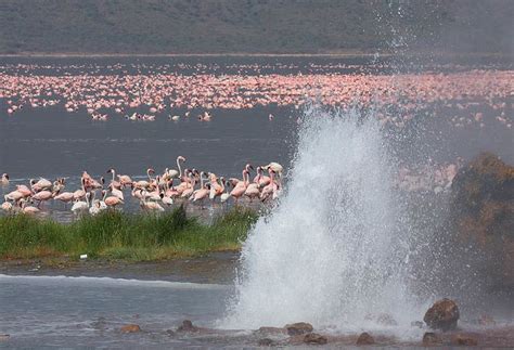 Lake Bogoria National Reserve - Alchetron, the free social encyclopedia