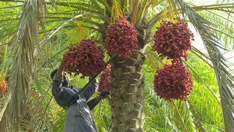 farmer harvesting ripe dates date farm Stock Footage Video (100% Royalty-free) 1013701154 ...