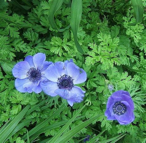 Photo of the leaves of Grecian Windflower (Anemone coronaria 'Mr ...