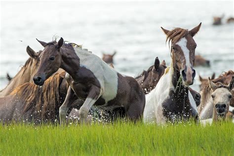 Chincoteague Pony Swim 2024 in Virginia - Rove.me