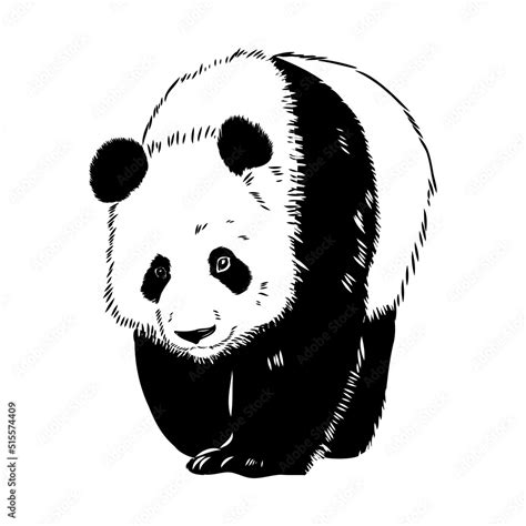 Vector realistic sketch of Panda figure in full-length, Hand drawn ...