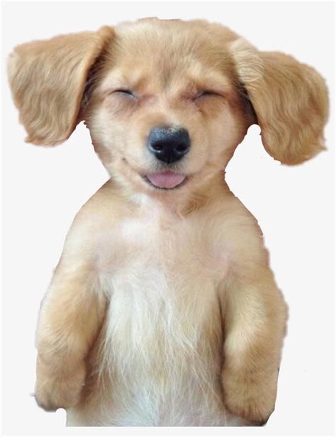 Dog Puppy Sleeping Nap - Puppy Cute Smile Dog Transparent PNG ...