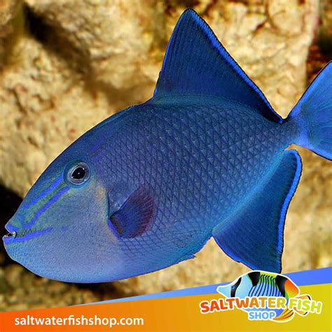 Niger Triggerfish for sale | Niger trigger for sale online fish store