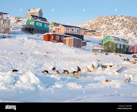 The traditional and remote Greenlandic Inuit village Kullorsuaq located ...