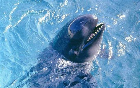 Qu'est-ce que le wholphin, un animal hybride rare de la famille des delphinidés