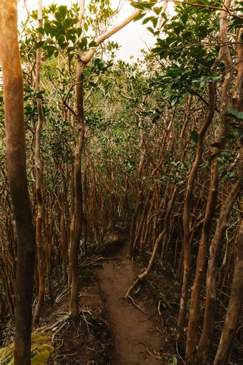 Moanalua Valley Trail: "Legal" Way To Stairway to Heaven Hike