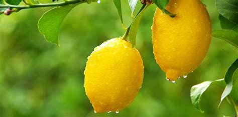 How to deal with common winter citrus plant problems | OverSixty