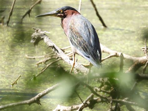 Green Heron - Project-Nature