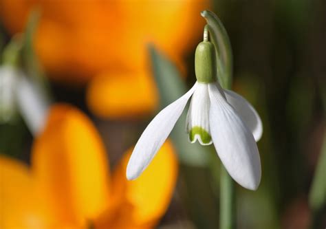 Free Images : nature, blossom, light, sunlight, petal, bloom, pollen, stamp, shadow, botany ...