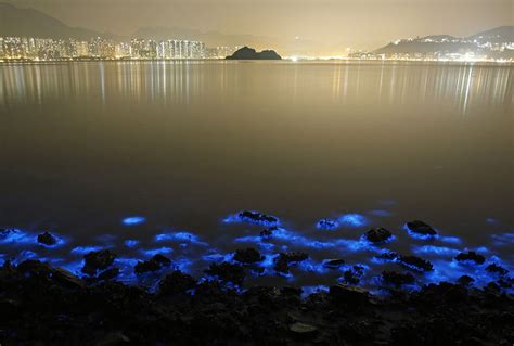 Bioluminescent Plankton Glow In Bloom On The Shores Of Hong Kong | Bored Panda