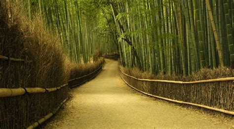 Sagano Bamboo Forest, Japan ~ Must See how To?