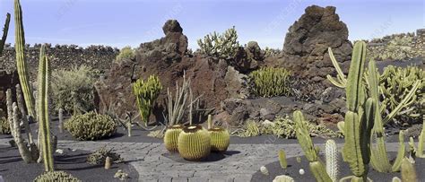 Cactus garden, Lanzarote - Stock Image - C010/3912 - Science Photo Library