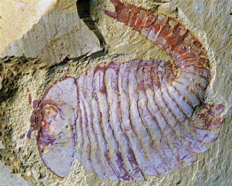 See beautiful fossils from top Cambrian sites around the world