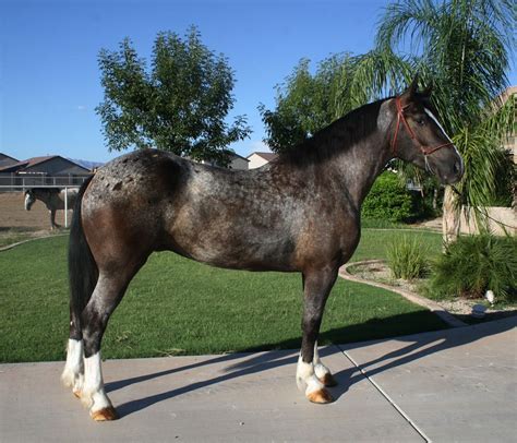 First Draft Farms - Ryker - Percheron/Appaloosa | Draft X | Pinterest ...