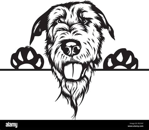 Irish Wolfhound Dog Breed Pet Puppy Isolated Head Face Stock Vector Image & Art - Alamy