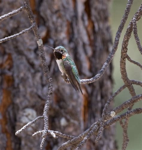 Garden Birds and other sightings...: Birding in Arizona - Day 6, Flagstaff Arboretum