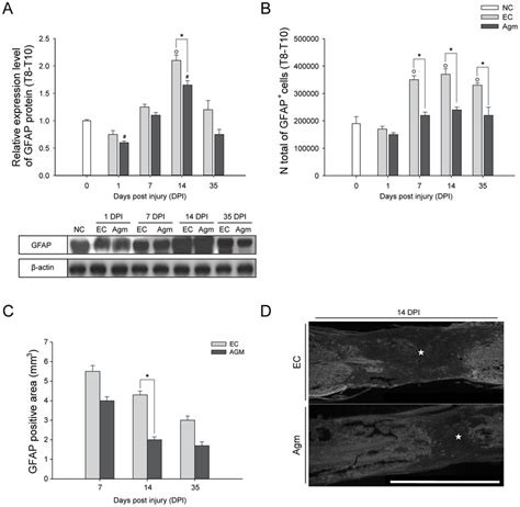 Agmatine treatment reduced the gliosis activation following SCI. (A)... | Download Scientific ...