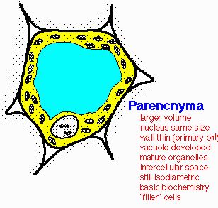 Parenchyma Cell | thebiochemistsnn