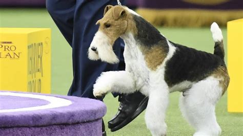 Westminster Dog Show 2019: Breed results, winners, Fox Terrier wins ...