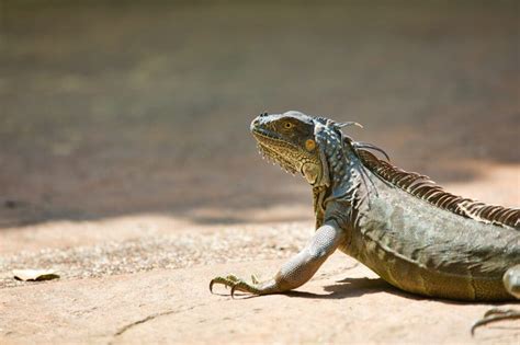 Lizard Diet 101: What Do Lizards Eat? | The Furry Companion