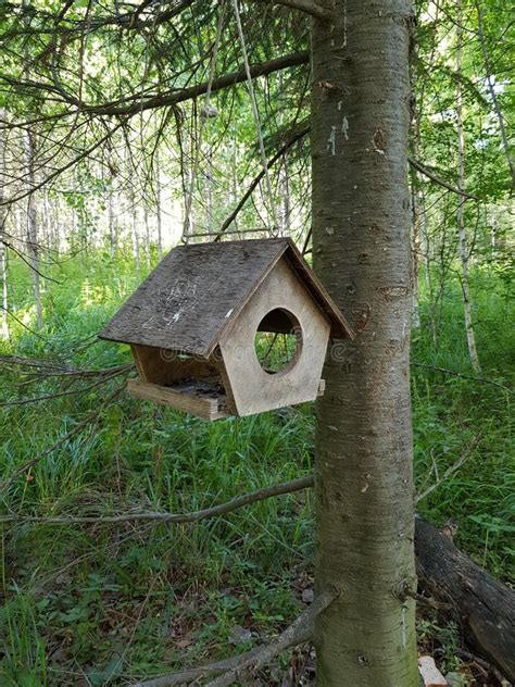 Bird Feeder on a Tree Branch Stock Image - Image of landscape, country ...