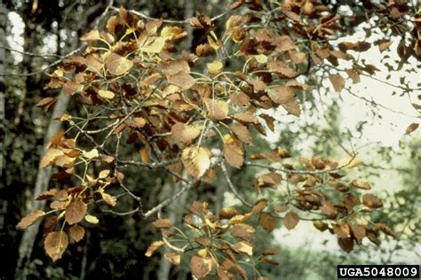 bronze leaf disease (Apioplagiostoma populi)