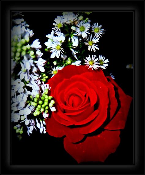 On Black: g13: red roses in a bed of white syringa 431☺08 by Juergen Kurlvink [Large]