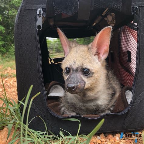 The Little Aardwolf That Could - Wildlife Vet Share Happy Update