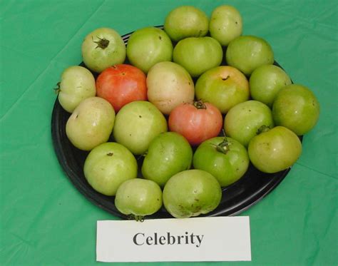 Tomato Variety Trials Fall 2001: Celebrity